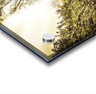 Up the garden path Acrylic print