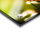 Process Of Pollination Acrylic print