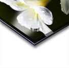 Water Droplet On Frangipani Flower Acrylic print