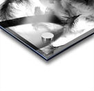 Harellucination Acrylic print