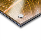 Natures intricacies Acrylic print