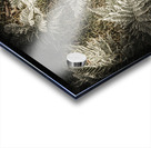 Frost ferns Acrylic print