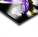 Tropical Iris Acrylic print