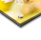 Lavender bee Acrylic print