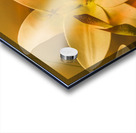 Flames of intimacy Acrylic print