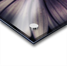 Twilight daisy Acrylic print