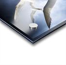 Freedom Acrylic print