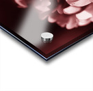 Clover Flower Acrylic print