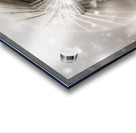 Dark vampire in a forsaken winter wonderland Acrylic print