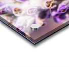 Jumping Spider Acrylic print