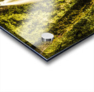 Philosopher Falls Western Tasmania Acrylic print