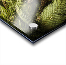 Lush green Tasmanian forest trail in Strahan Acrylic print