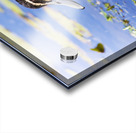 Pond Duck Acrylic print