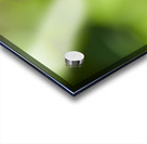 Honey Bee On Clover Flower Acrylic print