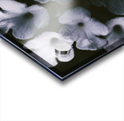 Artistic dark blue flowers in night winter garden Acrylic print