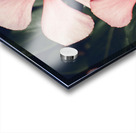 Flowering Pink Periwinkle Acrylic print