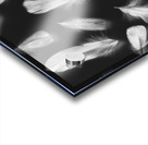 Fluff and feather Acrylic print