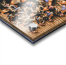 Horse gala Acrylic print