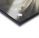 May Daisy Acrylic print