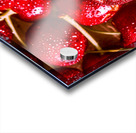 Cherry closeups Acrylic print
