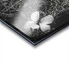 Desimilation  Acrylic print