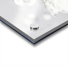 White swan Acrylic print