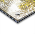 Wilderness Way Acrylic print