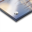 Gently Abounding Acrylic print