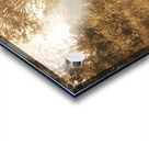 Autumn Wander Acrylic print