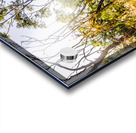 Golden views Acrylic print