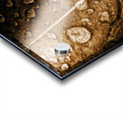 Fall In Rain Acrylic print