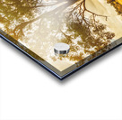 Gin Gin Golden Glow Acrylic print