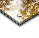 Outback Gold Acrylic print