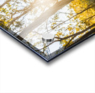 Wooded Light Acrylic print