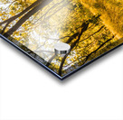 Grasslands Golden Acrylic print