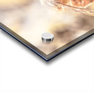 Summery Bee Acrylic print