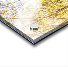 Deer Exploring A Sunlit Forest Field Acrylic print