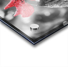 Rooster Red  Acrylic print