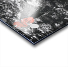 Red Rooster Acrylic print