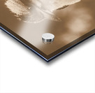 Courtyard Kookaburra Acrylic print