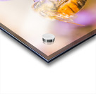 Busy Bee Acrylic print