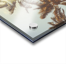 Palmy Summers Acrylic print