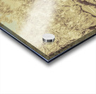 Casuarina Antiquity Acrylic print