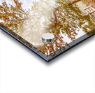 Acacia Avenue Acrylic print