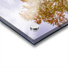 Golden Wattle Lane Acrylic print