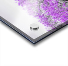 Jacaranda Hues Acrylic print