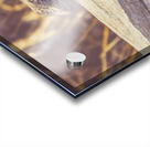 Wooded Dragon Acrylic print