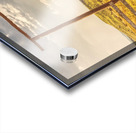 Ranching Reverie Acrylic print