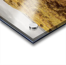 Trailing Branch Creek Acrylic print