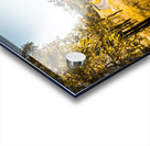 Summer Gold Acrylic print